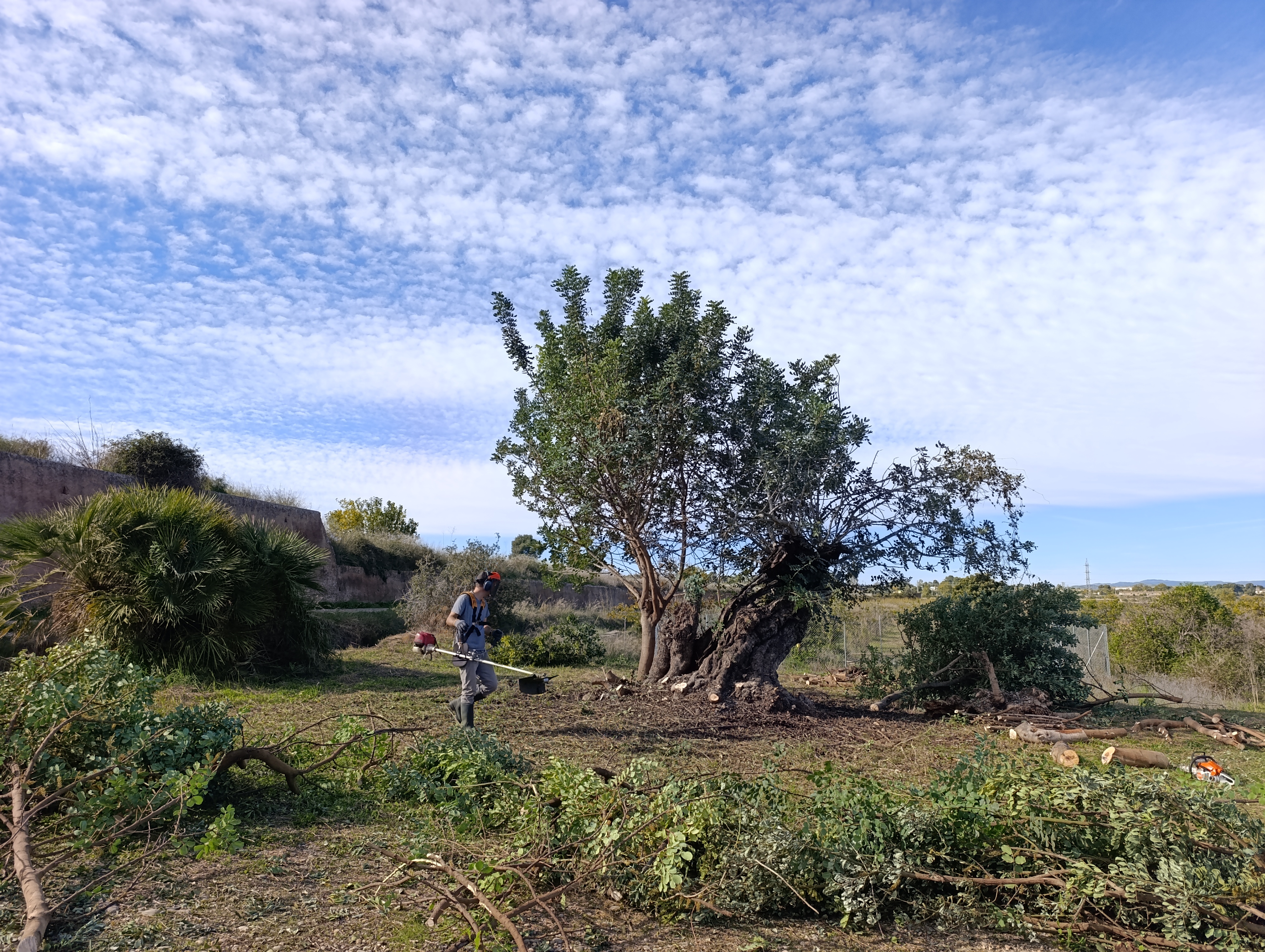 Noviembre: El algarrobo y los primeros habitantes